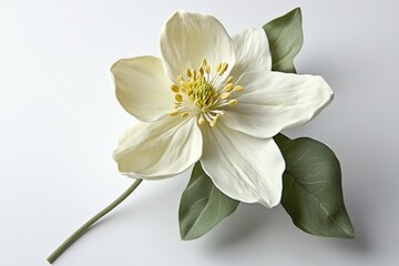 a single white flower with green leaves