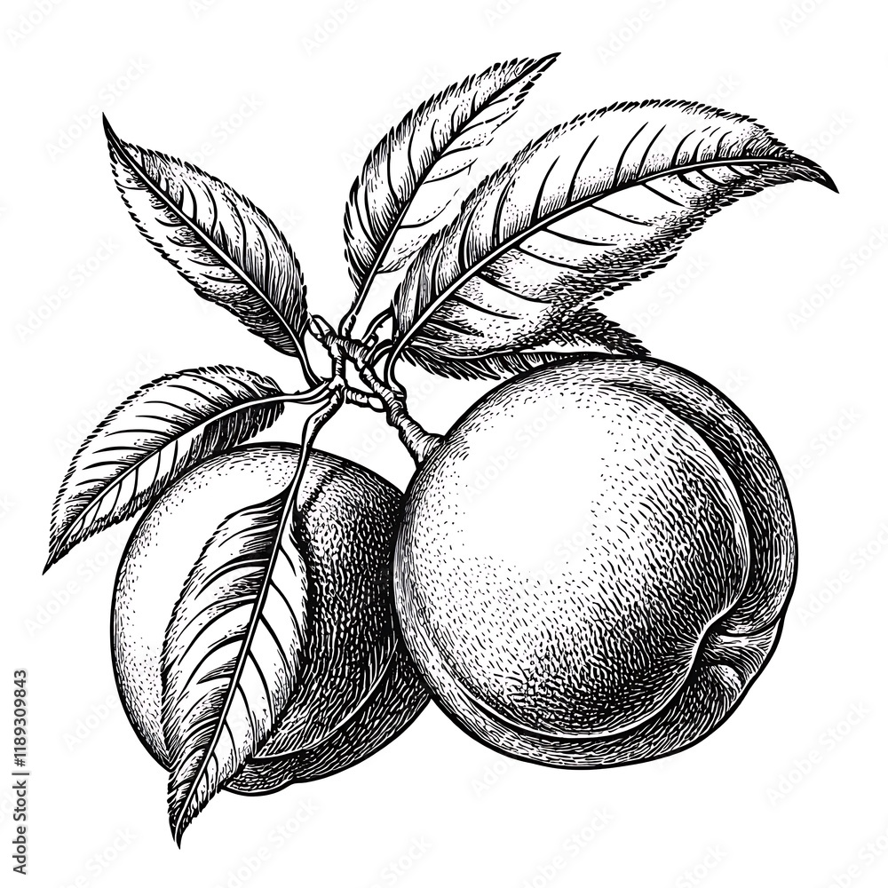 Fototapete peach with leaves, drawn in an intricate engraving style sketch engraving generative ai raster illustration. Scratch board imitation. Black and white image of fruite


