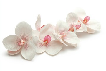 close up of delicate white orchids on a white background