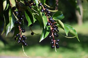 Branches with ripe fruits of Prunus Serotina or wild black cherry.