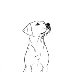 Fototapeta premium Alert Labrador, line art, white background, pet portrait, design element