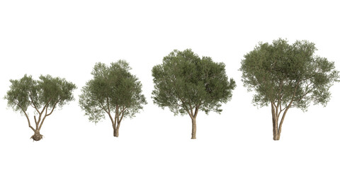 3d illustration of Olea Trees on transparent background