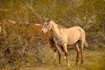 Arizona Salt River Wild  Ponies
