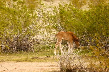 Arizona Salt River Wild  Ponies