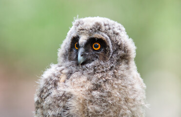 great horned owl