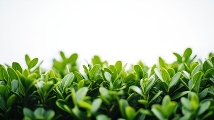 Obraz premium close up of a green hedge against a white background