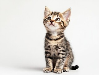 a small tabby kitten sits and looks up