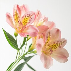 Obraz premium close up of pink alstroemeria flowers with yellow stripes