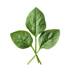 Vibrant Green Spinach Leaves: A Fresh and Healthy Harvest