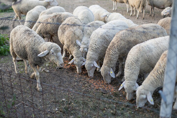 Sheep grazing in a rural farm setting near a fence