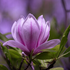 A close-up photo of a pink tulip-shaped magnolia flower.