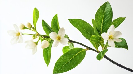 Fototapeta premium close up of a blossoming branch