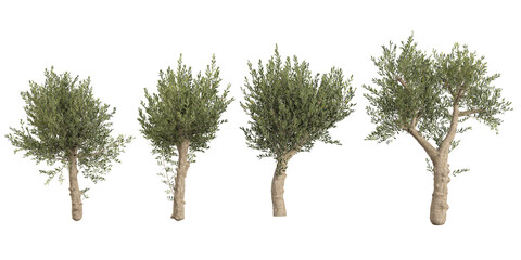 Fototapeta premium Olea Trees collection with realistic style