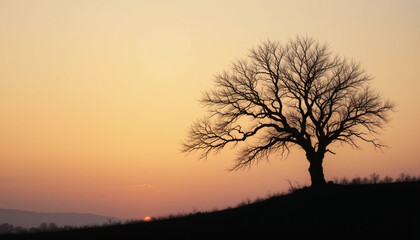 Silhouette of a Leafless Tree Against a Vibrant Sunset Sky