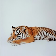 Naklejka premium a sleeping tiger on a white background