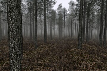 Fototapeta premium Misty pine forest path, autumn ground cover, background fog, nature scene