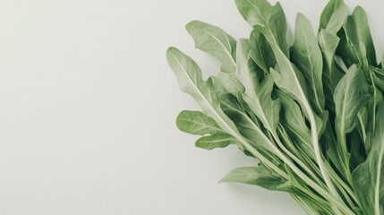Obraz premium close up of fresh arugula on a light background