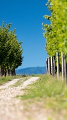 Obraz premium Serene Vineyard Path Bright Sunlight Rustic Road Lush Green Foliage. AI Generated
