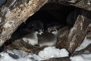 A pair of arctic foxes curled up together in a den, sheltered from the biting Arctic wind.