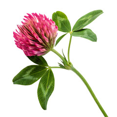 red clover flower on transparent background