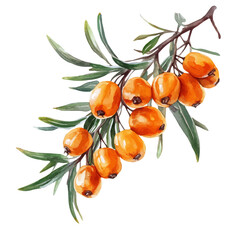 A watercolor vector painting of Sea Buckthorn, isolated on a white background. Sea Buckthorn vector.

