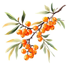 A watercolor vector painting of Sea Buckthorn, isolated on a white background. Sea Buckthorn vector.

