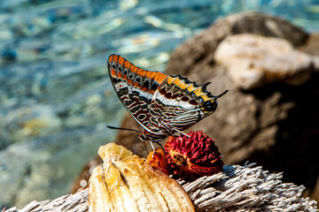 Makrofotografia motyla cesarskiego (Charaxes jasius) w śródziemnomorskim otoczeniu na Sardynii, podkreślająca piękno kolorów i wzorów skrzydeł w harmonii z naturalnym środowiskiem