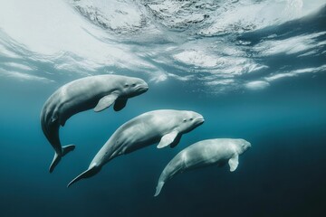 Obraz premium A pod of beluga whales swimming gracefully beneath the icy surface of the Arctic Ocean