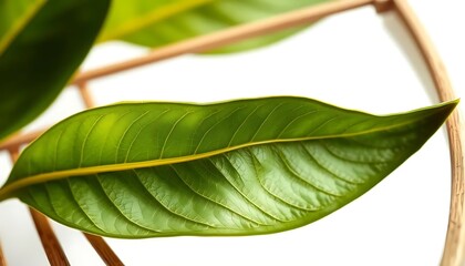 Lush Green Leaf Close-up: Serene Botanical Still Life