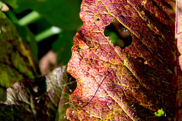 Przebarwiony jesienny liść szczawiu zwyczajnego (Rumex acetosa) z widocznymi dziurami, podkreślający przemijanie, ulotność i piękno natury w jesiennej aurze łąk i lasów Polski lub Litwy