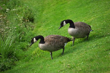Couple d'oies bernache du Canada	