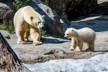 A polar bear cub curiously exploring its icy surroundings, mother watching from a distance