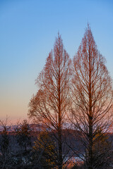 早朝の陽の光に晒される針葉樹