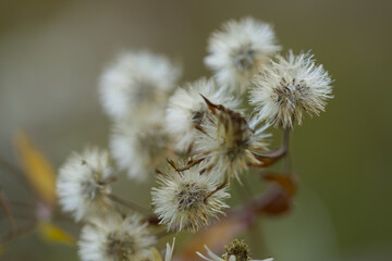 fluffy dried flowers, white and wilted, autumn atmosphere in nature with wilted plants, autumn flowers in the garden, withered flowers in autumn, wilted flowers