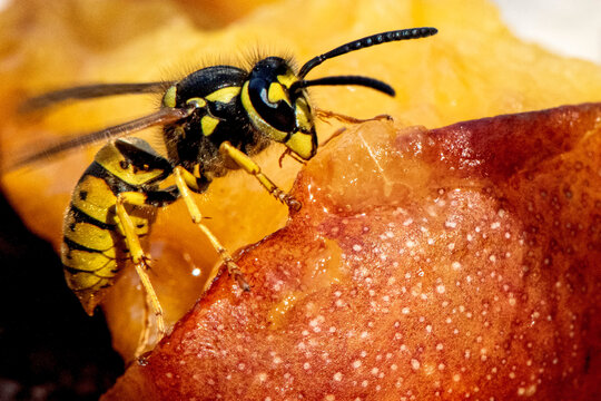 Makrofotografia osy pospolitej (Vespula vulgaris) na soczystym owocu jabłka, ukazująca szczeg&oacute;ły jej ciała i interakcję z naturalnym środowiskiem, symbol dzikiej przyrody i ekosystemu
