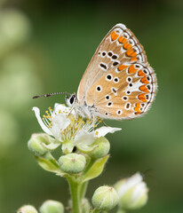 Photos of various spotted butterflies feeding on flowers