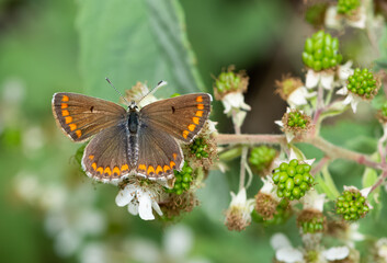 Photos of various spotted butterflies feeding on flowers