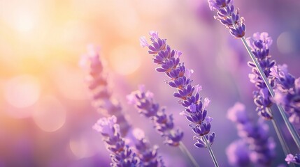 The scent of lavender in the air, calming the mind and evoking a sense of peace and relaxation.