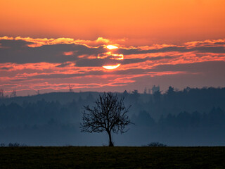 Kahler Obstbaum bei Sonnenuntergang im Winter