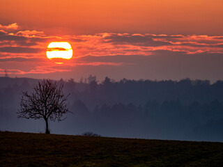Kahler Obstbaum bei Sonnenuntergang im Winter