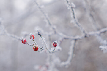Rose hip plant in Winter
