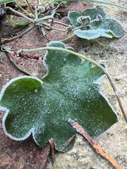 Frosted leafs in the morning 