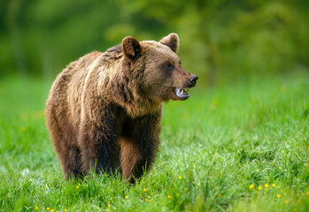 Wild brown bear ( Ursus arctos )