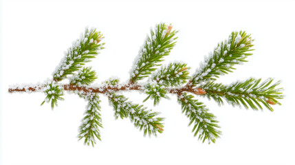 Close-up of a Spruce tree branch lying on the snow