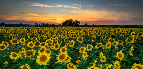 Obraz premium Beautiful sunset over sunflowers field
