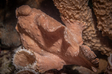 Frogfish, Siamil Island, Malaysia
