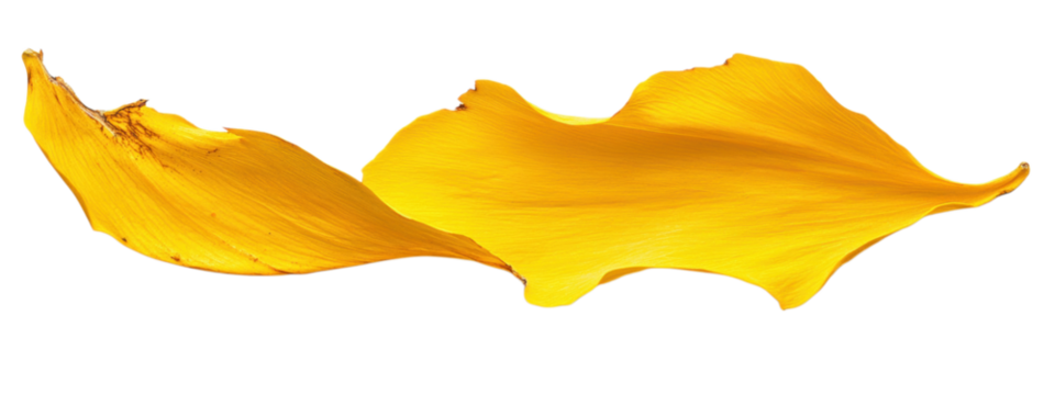 Tattered Sunflower Petal, vibrant yellow hue, contrasting torn edge, elegantly isolated on a smooth, seamless backdrop