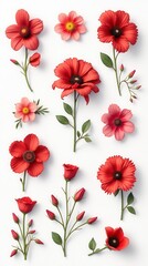 Collection Of Various Red-Flowered Design Element Flowers, Isolated On A White Background