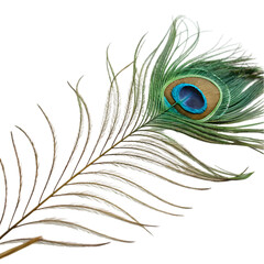 Obraz premium single peacock feather closeup on transparent background