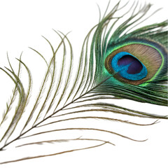 Obraz premium single peacock feather closeup on transparent background